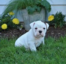 Puppies for sale english bulldog - Georgia, Georgia