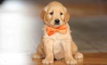 Puppies for sale golden retriever - Georgia, Rustavi