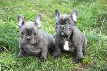 Puppies for sale french bulldog - Belarus, Brest