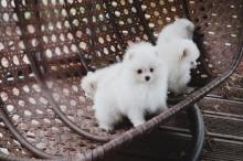 Puppies for sale pomeranian spitz - Cyprus, Paphos