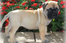 Puppies for sale bullmastiff - Kyrgyzstan, Bishkek