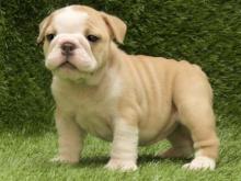 Puppies for sale english bulldog - Georgia, Burn