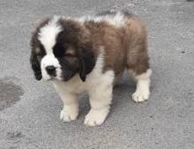 Puppies for sale , saint bernard - Russia, Blagoveshchensk