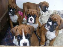 Puppies for sale boxer - Bulgaria, Sofia. Price 32 €