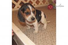 Puppies for sale beagle - Moldova, Bender