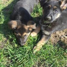 Puppies for sale german shepherd dog - Kazakhstan, Karaganda