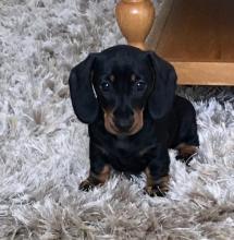 Puppies for sale dachshund - Finland, Oulu