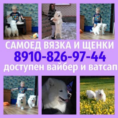 Продам щенка Самоед, самоедская лайка - Россия, Балашиха