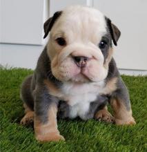 Puppies for sale english bulldog - Czech Republic, Hradec Kralove