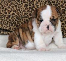 Puppies for sale english bulldog - Azerbaijan, Azerbaijan