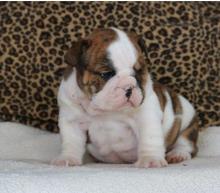 Puppies for sale english bulldog - Azerbaijan, Ganja