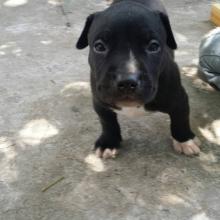 Puppies for sale american pit-bull terrier, pitbul  - USA, Florida. Price 800 $