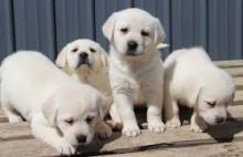 Puppies for sale labrador - Uzbekistan, Namangan