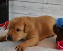 Puppies for sale labrador - Finland, Alajarvi