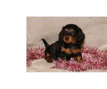 Puppies for sale dachshund - Finland, Kuopio