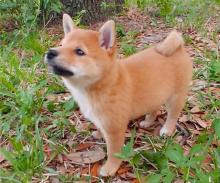 Puppies for sale , shiba inu - Ukraine, Nikolaev
