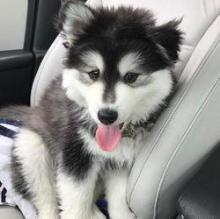 Puppies for sale other breed, pomsky - Finland, Kotka