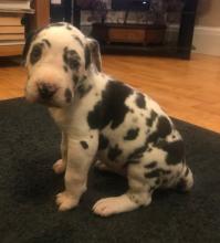 Puppies for sale , great danes - Tajikistan, Kulyab
