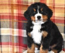 Puppies for sale bernese mountain dog - Finland, Alajarvi