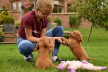 Puppies for sale mixed breed, cockapoo - Finland, Turks
