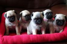 Puppies for sale pug - Uzbekistan, Nukus