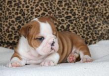 Puppies for sale english bulldog - Georgia, Zugdidi