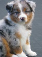 Puppies for sale australian shepherd - Uzbekistan, Nukus