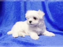 Puppies for sale maltese - Turkmenistan, Turkmenabad