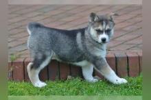 Puppies for sale , husky - Austria, Vienna