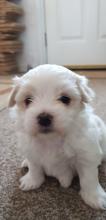 Puppies for sale maltese - Slovakia, Bratislava. Price 500 €