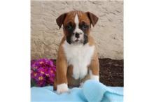 Puppies for sale boxer - Belarus, Grodno
