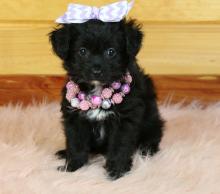Puppies for sale other breed, aussiedoodle - Ireland, Dublin