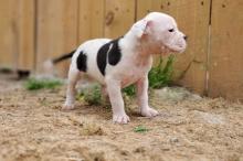 Puppies for sale other breed, alapaha blue blood bulldog - Ireland, Dublin
