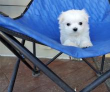 Puppies for sale maltese - Turkmenistan, Ashgabat