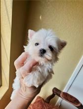 Puppies for sale maltese - Kazakhstan, Karaganda
