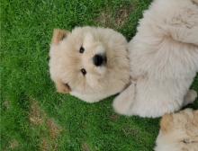 Puppies for sale chow chow - Moldova, Cahul