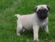 Puppies for sale pug - Slovenia, Bela Church