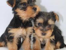 Puppies for sale yorkshire terrier - Bulgaria, Sofia