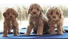 Puppies for sale , cockapoo - Belarus, Mogilev