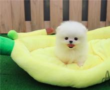 Puppies for sale pomeranian spitz - Moldova, Cahul