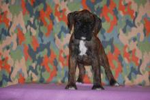 Puppies for sale boxer - Ukraine, Cherkasy