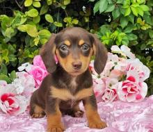 Puppies for sale dachshund - Uzbekistan, Nukus