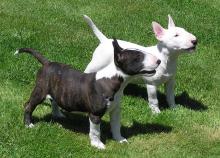 Puppies for sale bull terrier - Belarus, Grodno