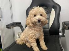 Puppies for sale toy-poodle - Greece, Patra. Price 155 €