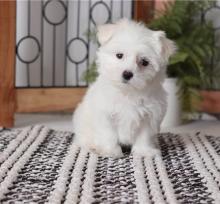 Puppies for sale maltese - Russia, Biisk