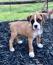 Puppies for sale boxer - Greece, Athens. Price 10 €