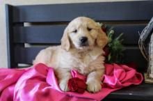 Puppies for sale golden retriever - Armenia, Vanadzor