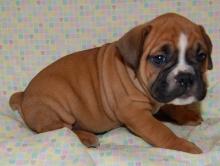 Puppies for sale boxer - Lithuania, Akmene