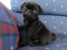 Puppies for sale pug - Ukraine, Dnipropetrovsk
