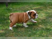 Puppies for sale english bulldog - Georgia, Burn